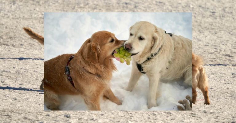 Best Wet Cat Food for Cats with Constipation: A Complete Digestive Health Guide